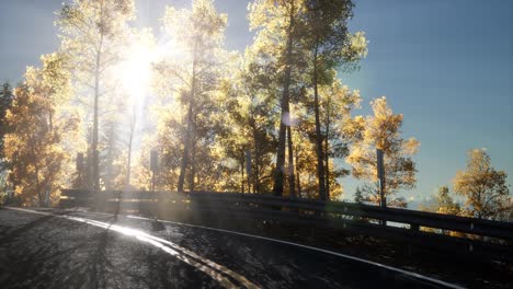 Road-in-the-Forest